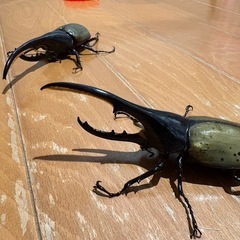 ヘラクレスオオカブト販売の画像
