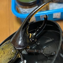 ヘラクレスペアの画像