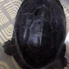 【ヘルプ！】クサガメ亀吉の里親募集【長崎、佐賀の方】