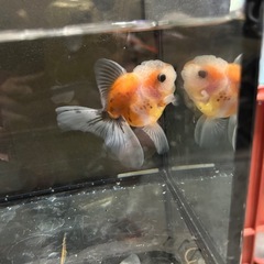 ローズテールオランダの画像