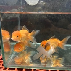 ローズテールオランダ4匹の画像