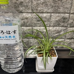 オリヅルランの画像