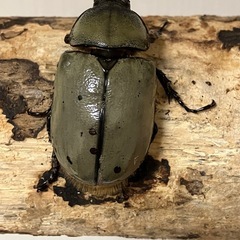グラントシロカブト成虫♂♀ペアの画像