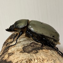 グラントシロカブト成虫♂♀ペアの画像