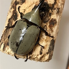 グラントシロカブト成虫♂♀ペアの画像