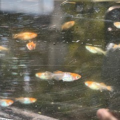 ヒカリ体型MIXメダカ　20匹【格安】の画像