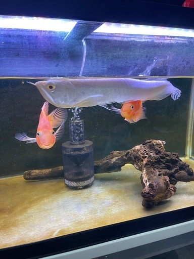 アルビノシルバーアロワナ