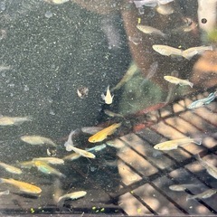 MIXメダカ30〜40匹程度　【格安】の画像