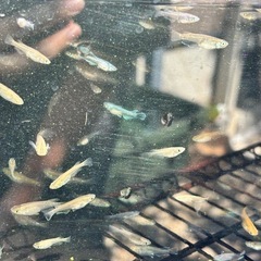 MIXメダカ30〜40匹程度　【格安】の画像