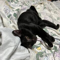 元気な子猫が生まれました。里親さんを募集しています。