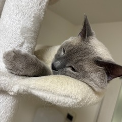 キャットタワー　白の画像