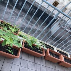 【ベランダ菜園とペットボトルベジの体験会】10/19(日)  ベランダで無農薬、無肥料栽培で野菜を作る、種まき体験会。自然栽培で自給自足。の画像