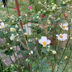 シュウメイギク　秋明菊　⭐️の画像