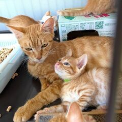 茶トラ・茶白の子猫が産まれました　