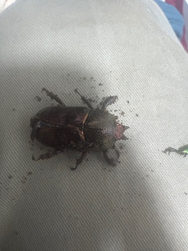 アエネアキンイロクワガタ　ペア