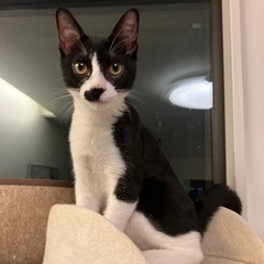 子猫　オス　雄　ハチワレ　はちわれ　黒