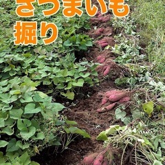 さつまいも掘り