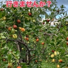 生のナツメ収穫祭