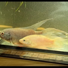 原種ブラックパラダイスBIGペアの画像