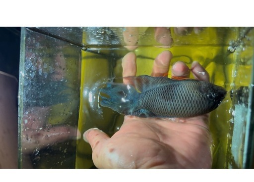 原種ブラックパラダイスBIGペア