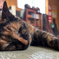ペット防災を深めたい