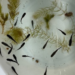 商談中メダカ　オロチ　若魚5匹　選別済オスメス入り　の画像