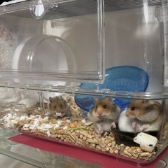 キンクマ✖️長毛ゴールデンの子供 オス(メス里親さん決定) - 大阪市