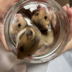 キンクマ✖️長毛ゴールデンの子供 オス(メス里親さん決定) - その他