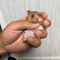 キンクマ✖️長毛ゴールデンの子供 オス(メス里親さん決定) − 大阪府