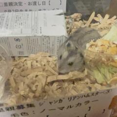 ジャンガリアンハムスター里親募集③