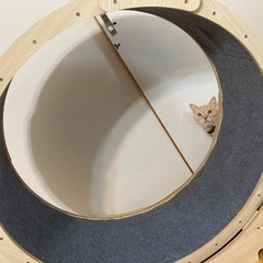 【美品】キャットホイール　キャットウォークの画像
