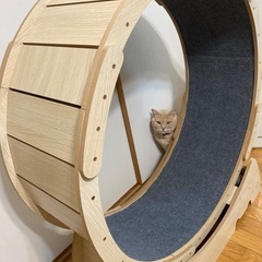 【美品】キャットホイール　キャットウォークの画像