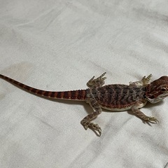 フトアゴヒゲトカゲベビーの里親募集です − 千葉県
