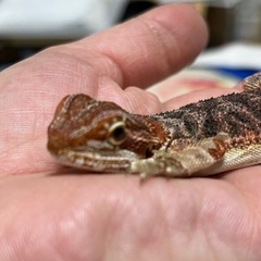 フトアゴヒゲトカゲベビーの里親募集です - その他