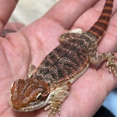 フトアゴヒゲトカゲベビーの里親募集です - 印西市