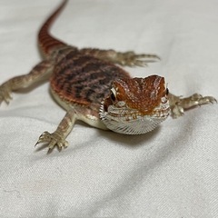 フトアゴヒゲトカゲベビーの里親募集です - 里親募集
