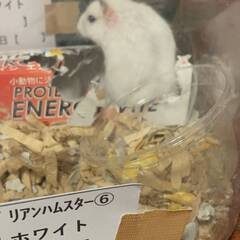 ジャンガリアンハムスター里親募集⑥
