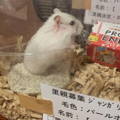 ジャンガリアンハムスター里親募集⑦ - その他