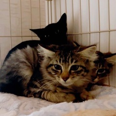 のらの子猫里親さま募集