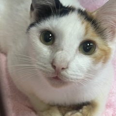 うすい通りにいた三毛ちゃん保護しました！里親さん募集です。