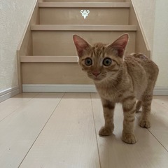 子猫 3ヶ月 ♂