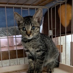 キジトラ女の子里親募集終了！