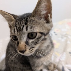 キジトラオス①里親さん決定！