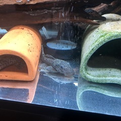 ブッシープレコペア（熱帯魚）の画像