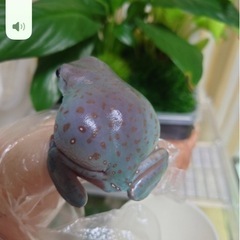 イエアメガエルの画像