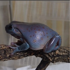 イエアメガエルの画像