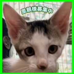 2ヶ月男の子💚人大好き💚