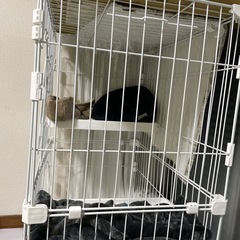 猫のケージの画像