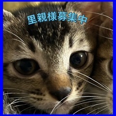 2ヶ月子猫💙クール男子