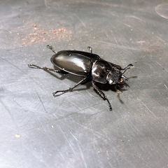 【新成虫】ギラファノコギリクワガタ ペア ♀ホワイトアイの画像